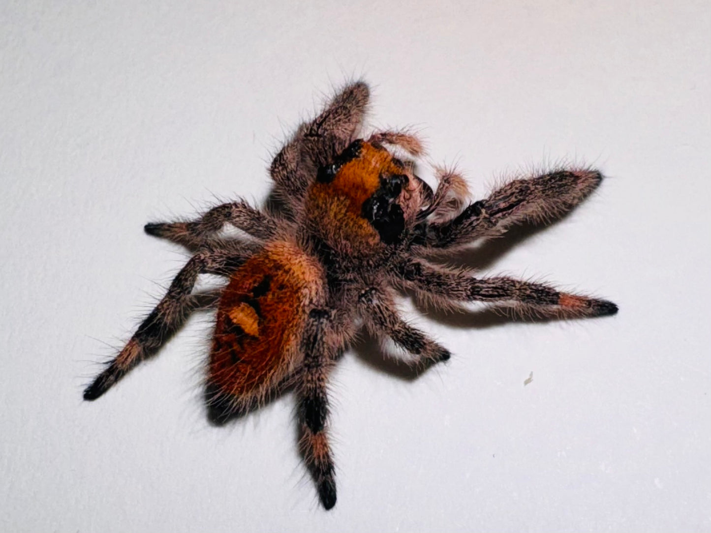 Winnie (Phidippus Regius)