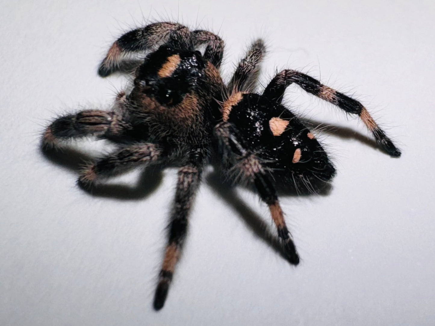 Midnight (Phidippus Regius)