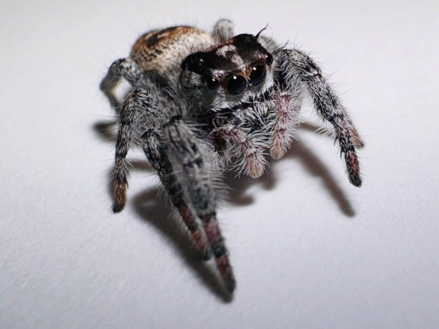 Phantom (Phidippus Otiosus)