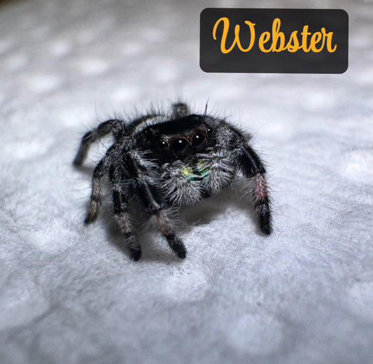 Webster