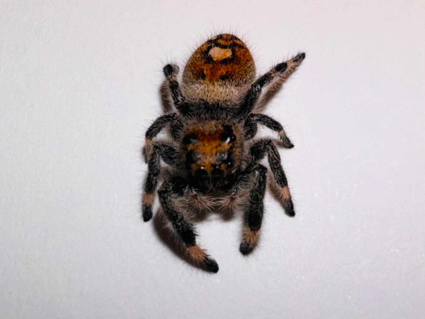 Maeve (Phidippus Regius)