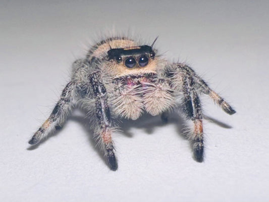 Stormy (Phidippus Regius)