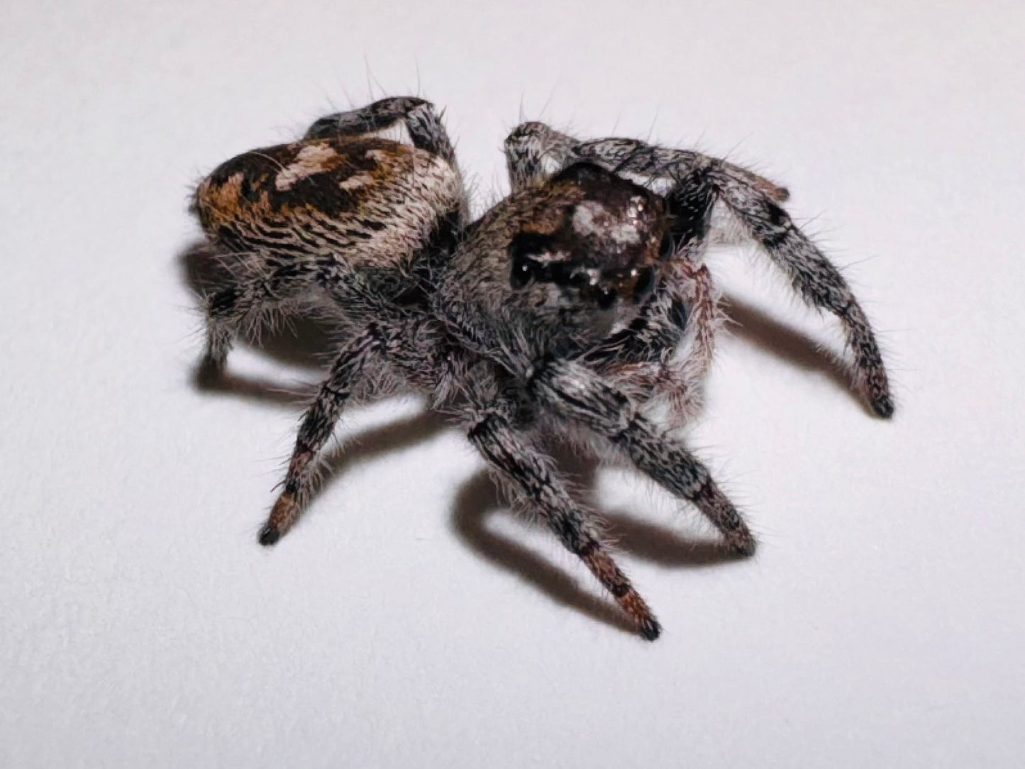 Phantom (Phidippus Otiosus)