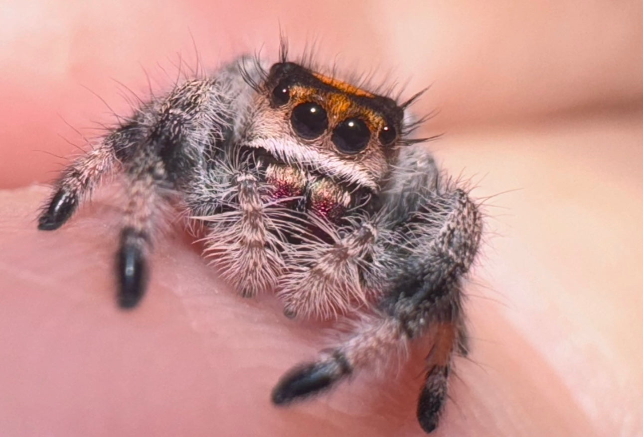 Chanel (Phidippus Regius)