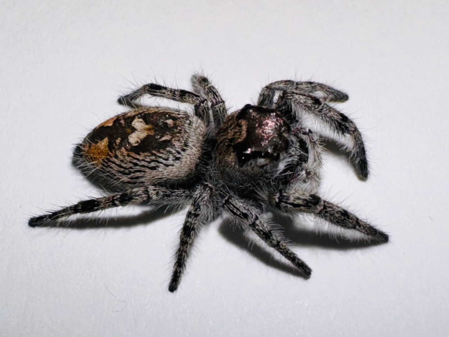 Disney (Phidippus Otiosus)