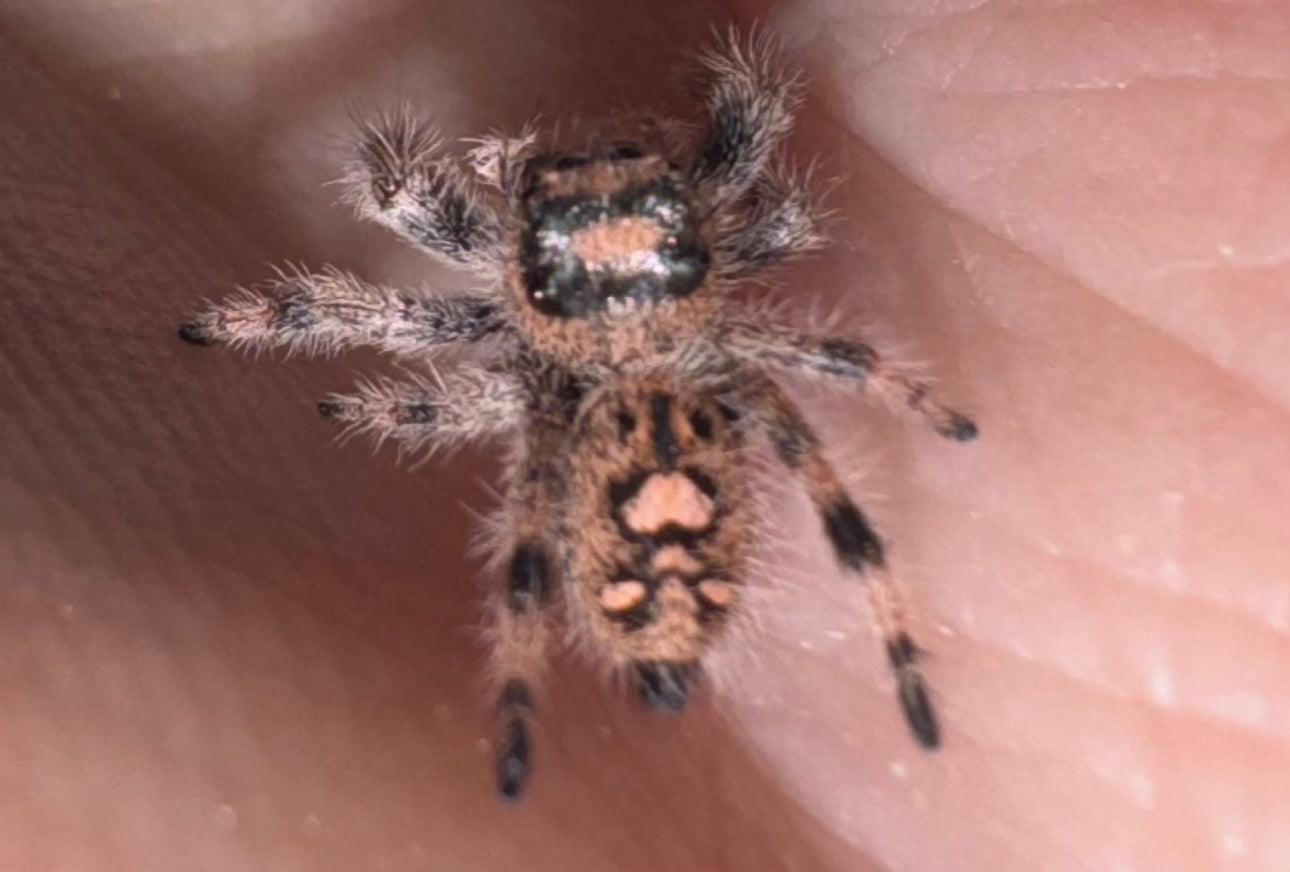 Camellia (Phidippus Regius)