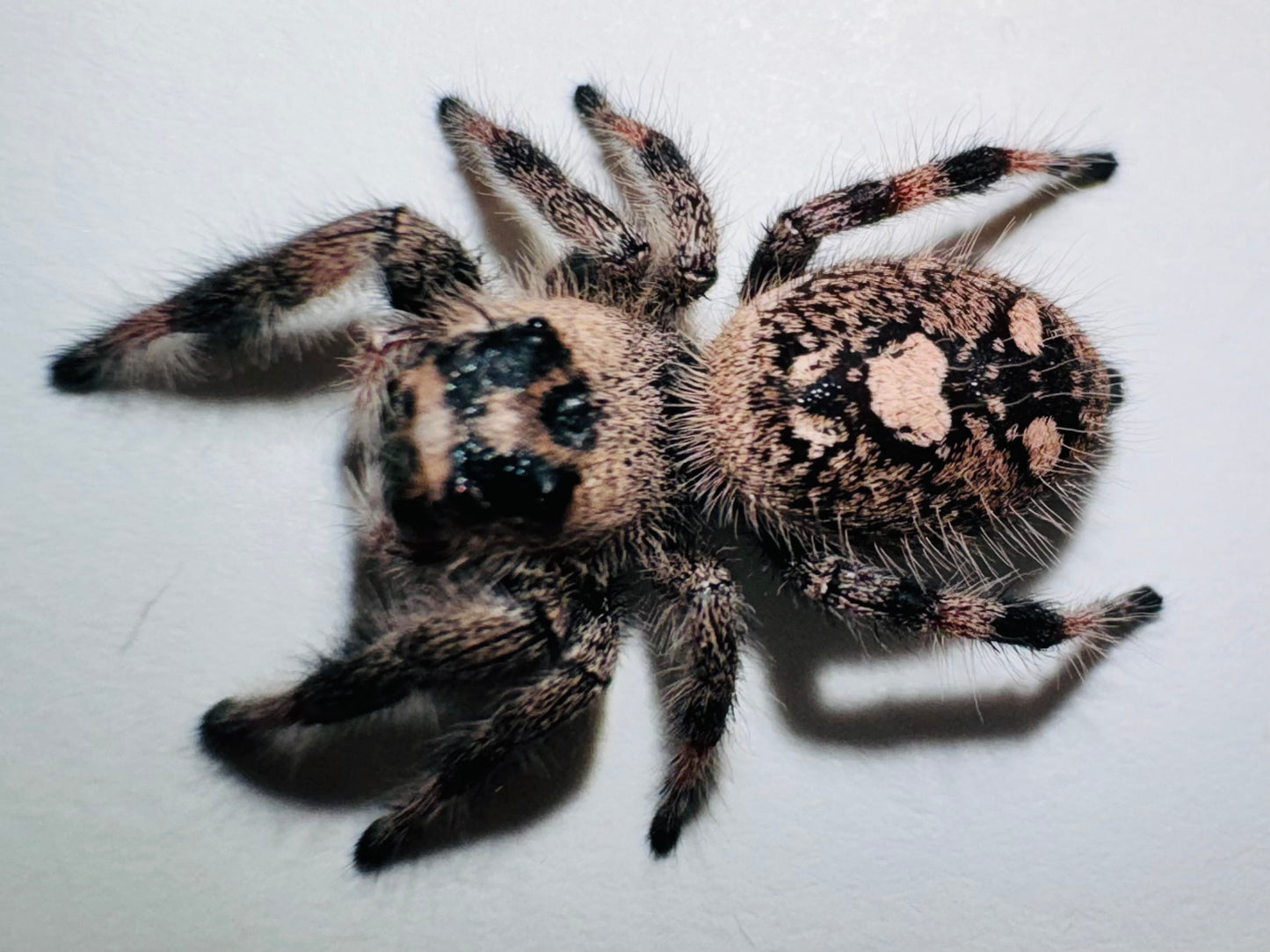 Luna (Phidippus Regius)