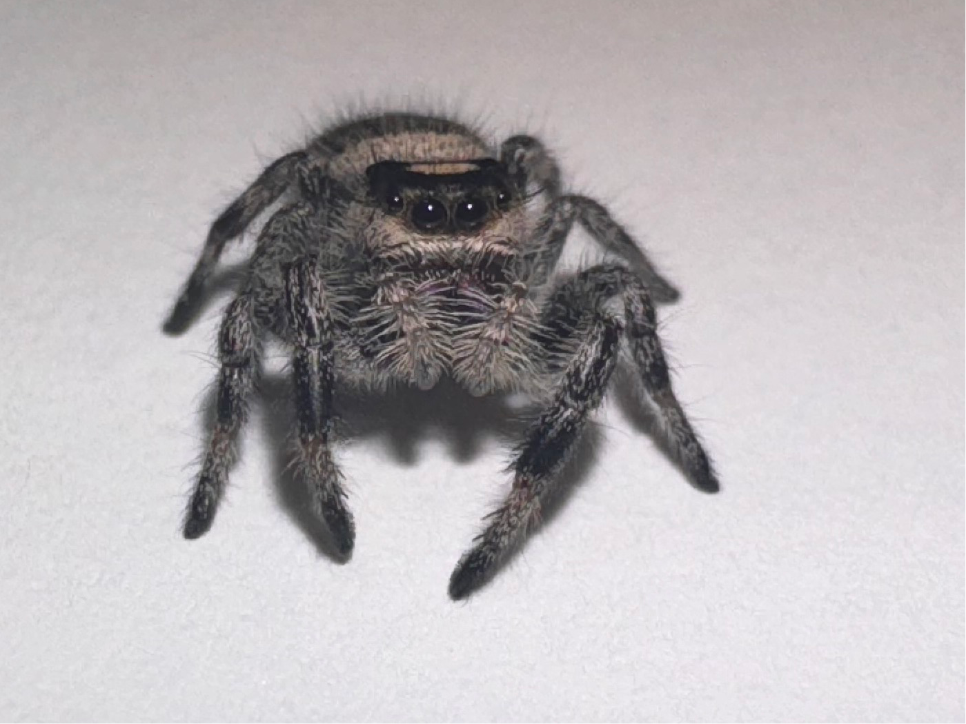 Pebbles (Phidippus Regius)