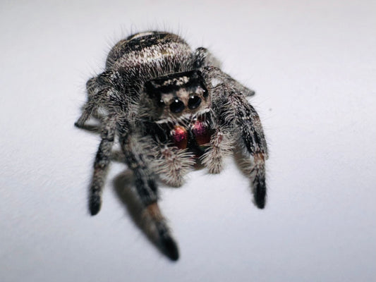 Psalm (Phidippus Regius)