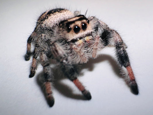 Cahya (Phidippus Regius)