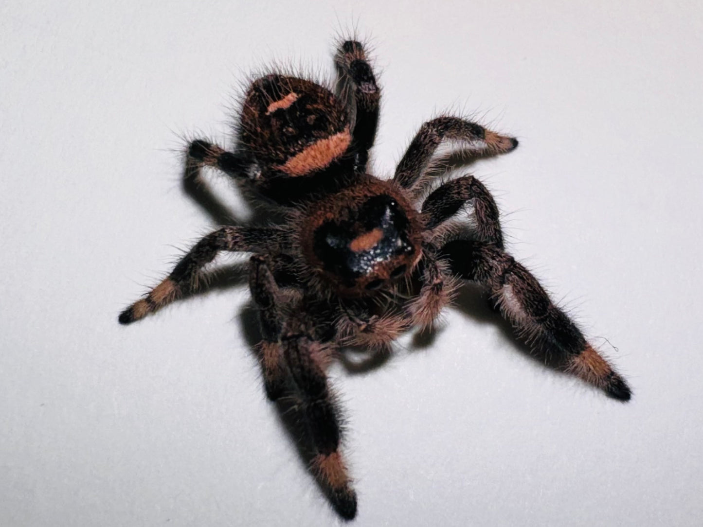 Esmeray (Phidippus Regius)