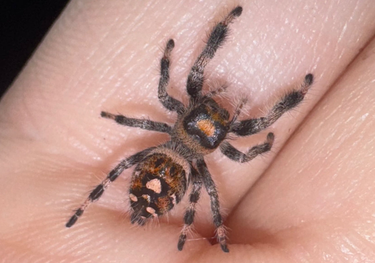 Chanel (Phidippus Regius)