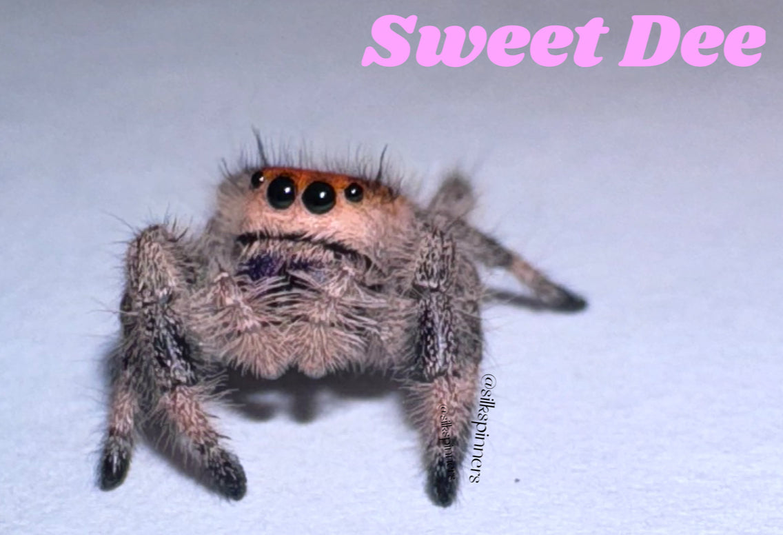 Sweet Dee (Phidippus Regius)