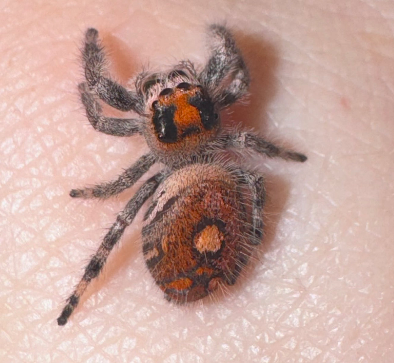 Mauve (Phidippus Regius)