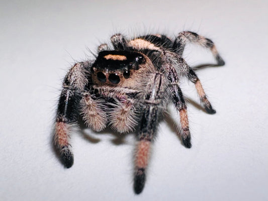 Midnight (Phidippus Regius)