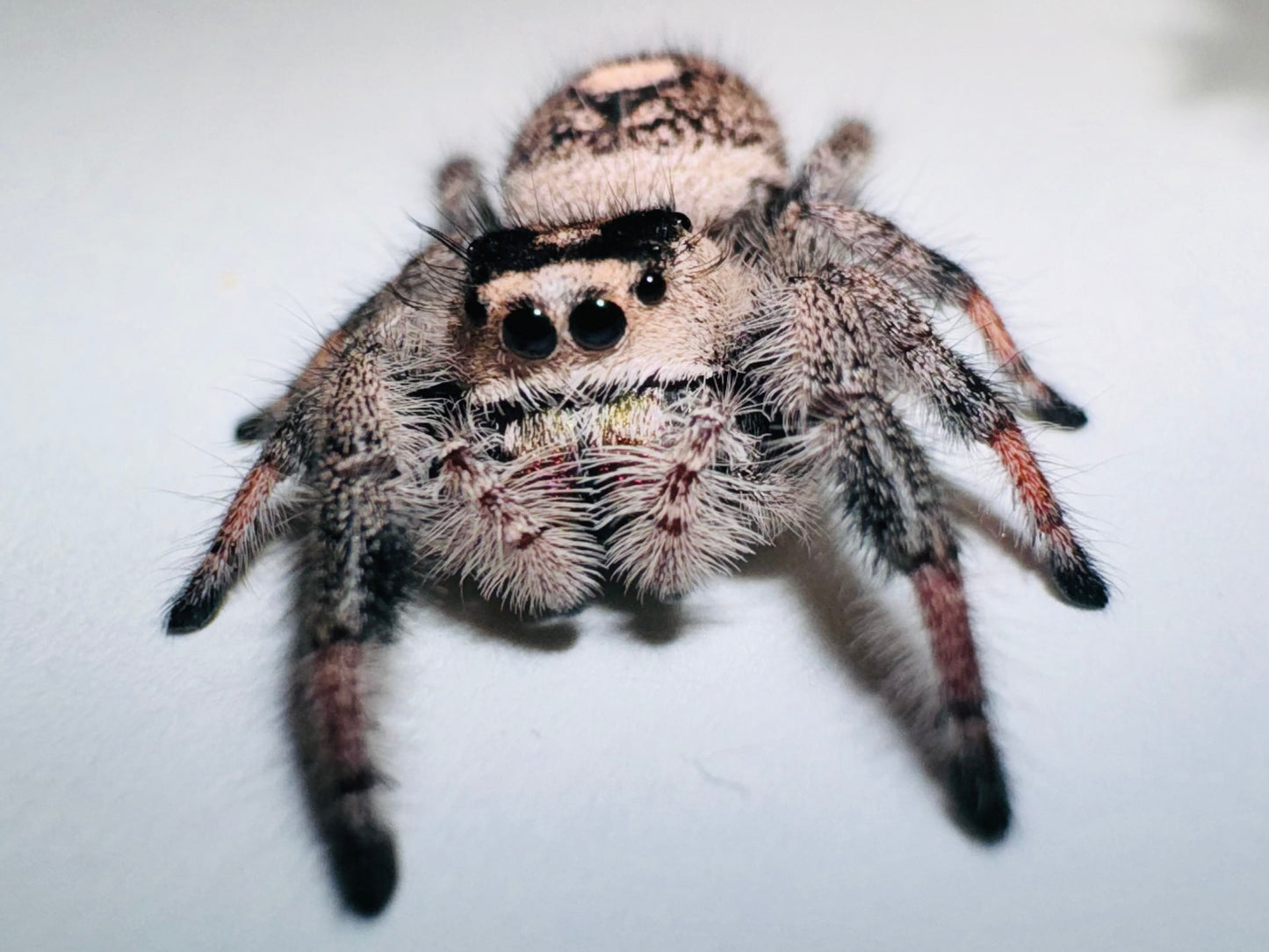 Luna (Phidippus Regius)