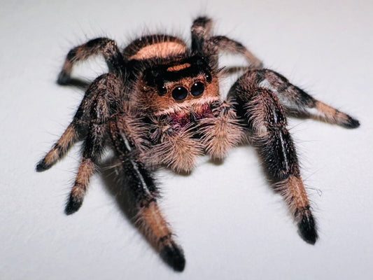 Esmeray (Phidippus Regius)