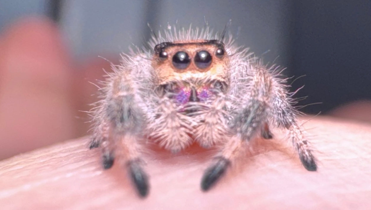 Camellia (Phidippus Regius)