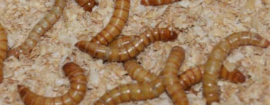 Mealworms