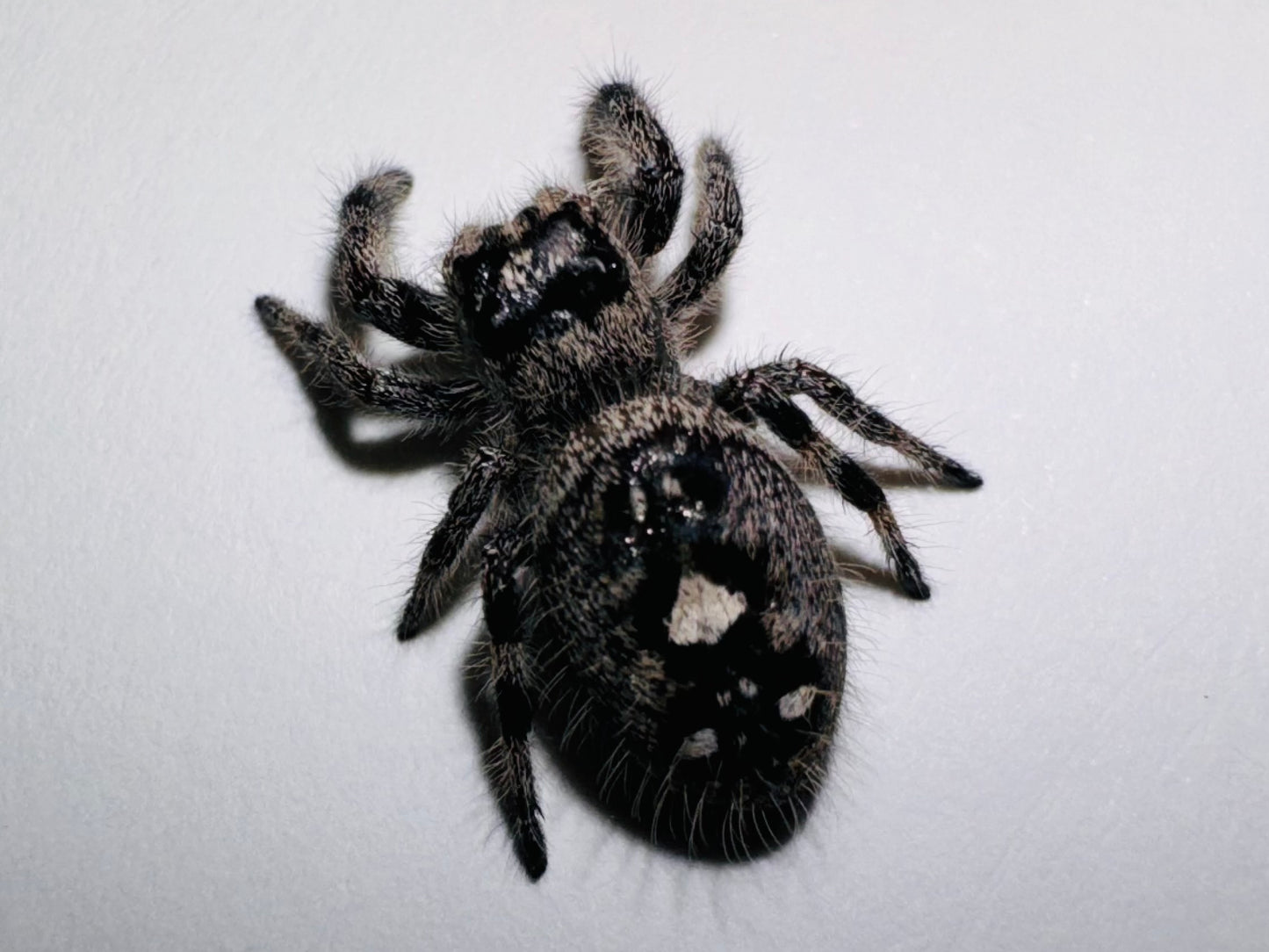 Psalm (Phidippus Regius)