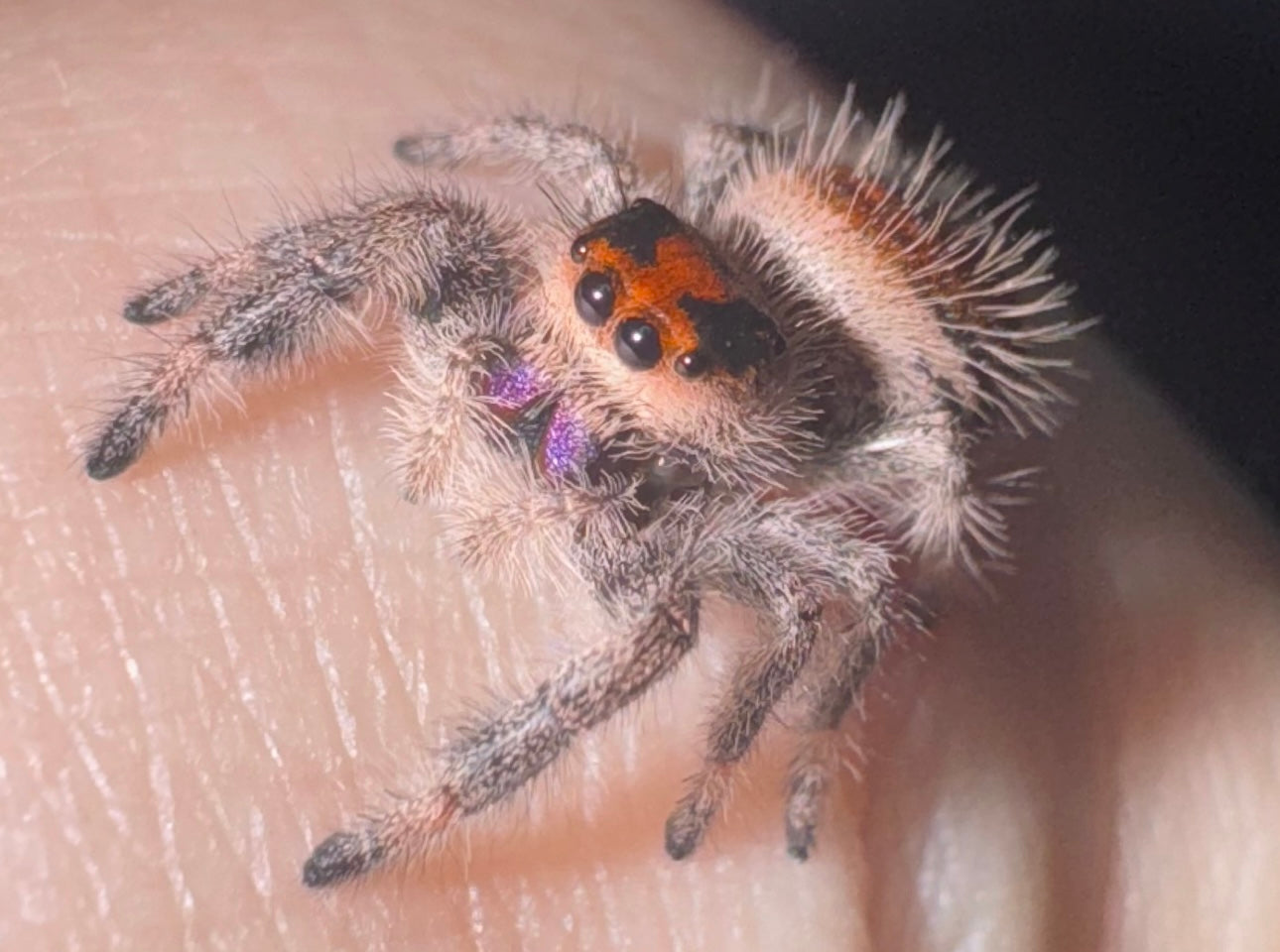 Mauve (Phidippus Regius)