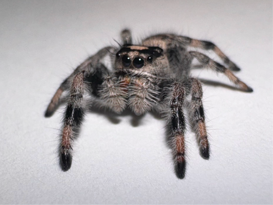 Raven (Phidippus Regius)