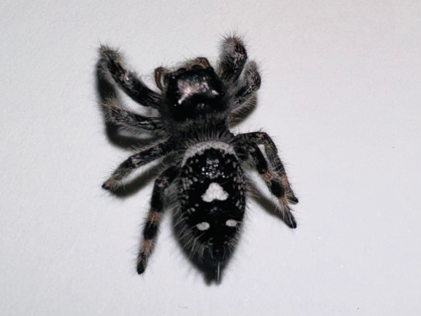 Cherry (Phidippus Regius)