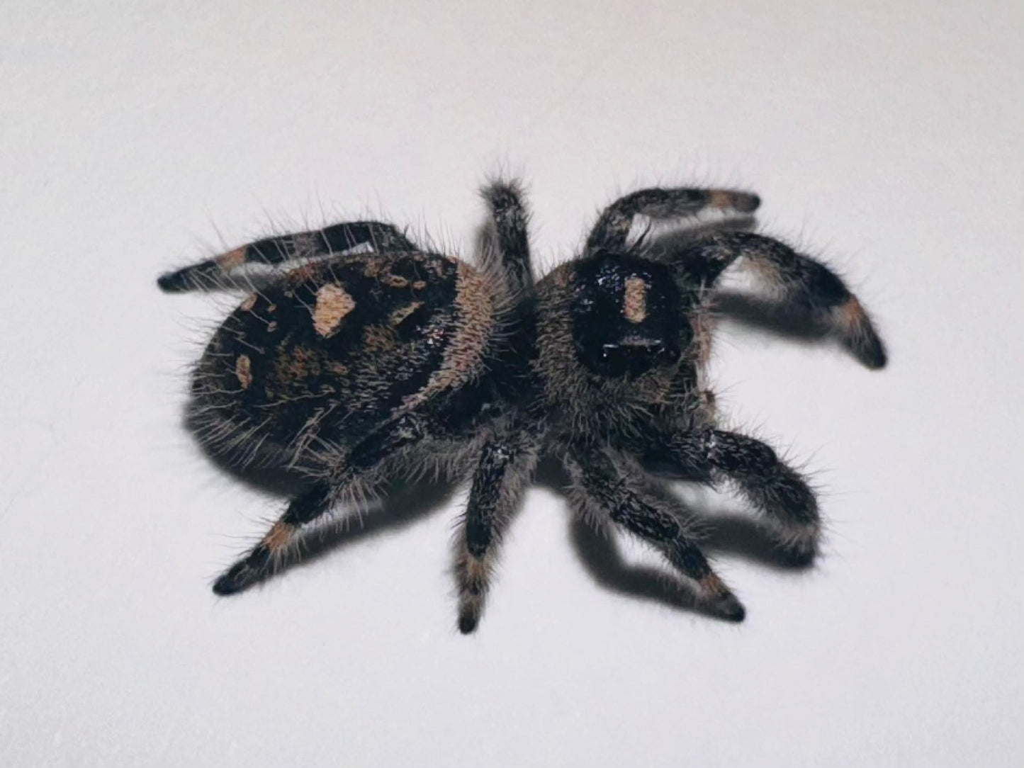 Stormy (Phidippus Regius)