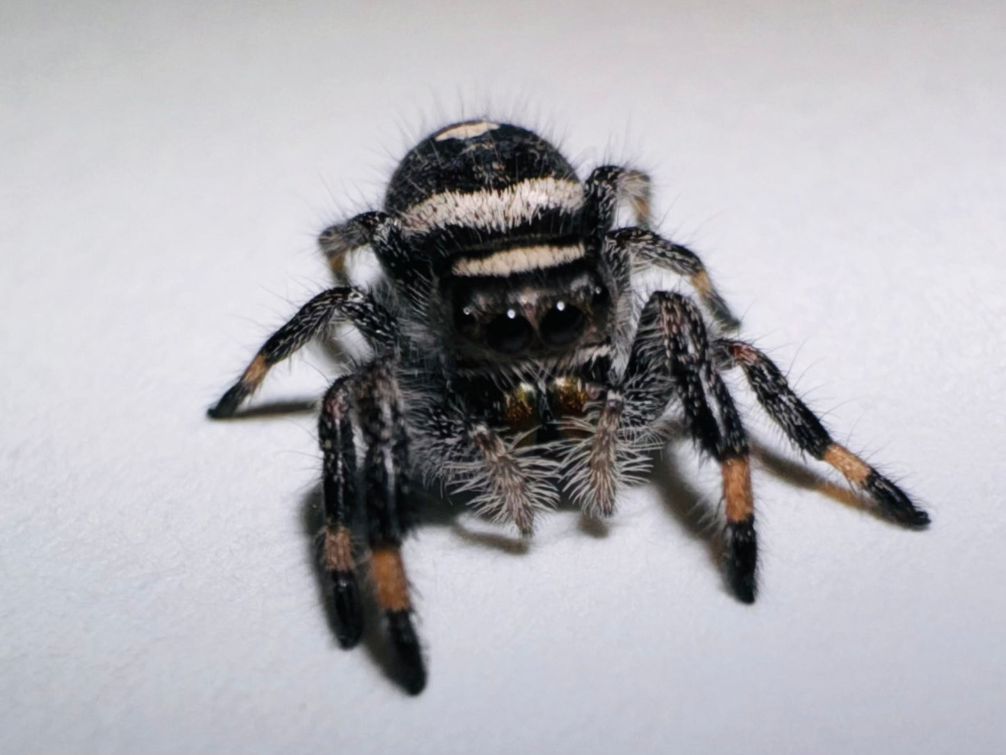 Lilith (Phidippus Regius)