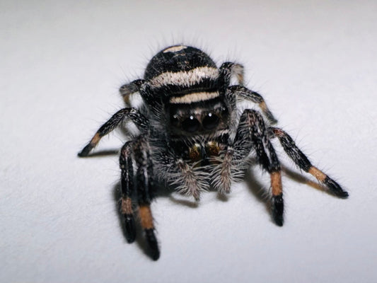 Lilith (Phidippus Regius)