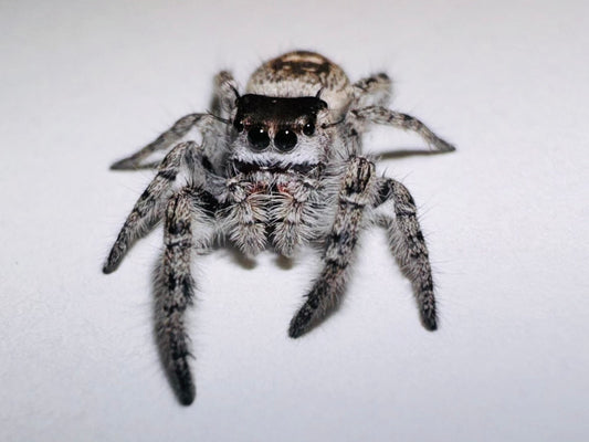 Disney (Phidippus Otiosus)