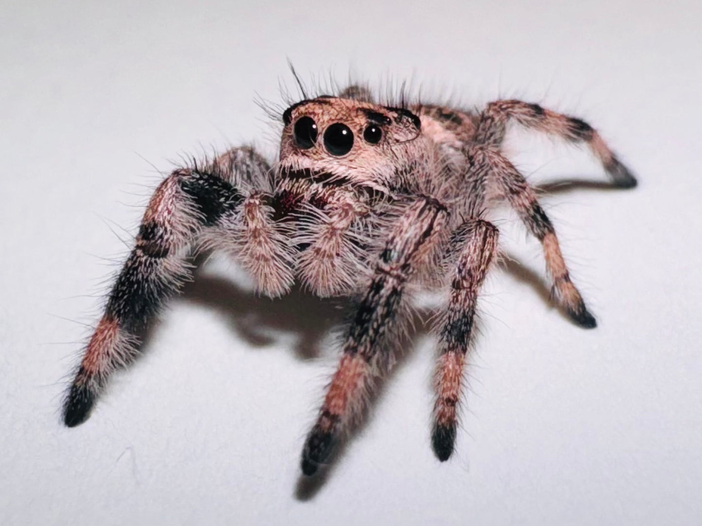 Cruella (Phidippus Regius)