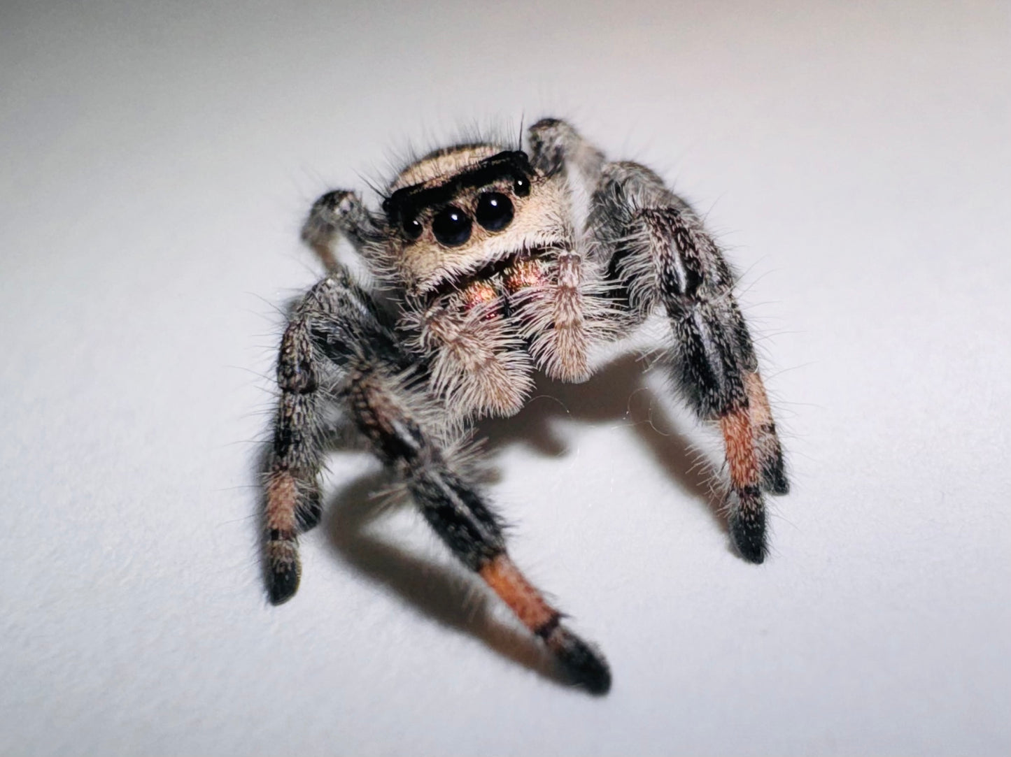 Magpie (Phidippus Regius)