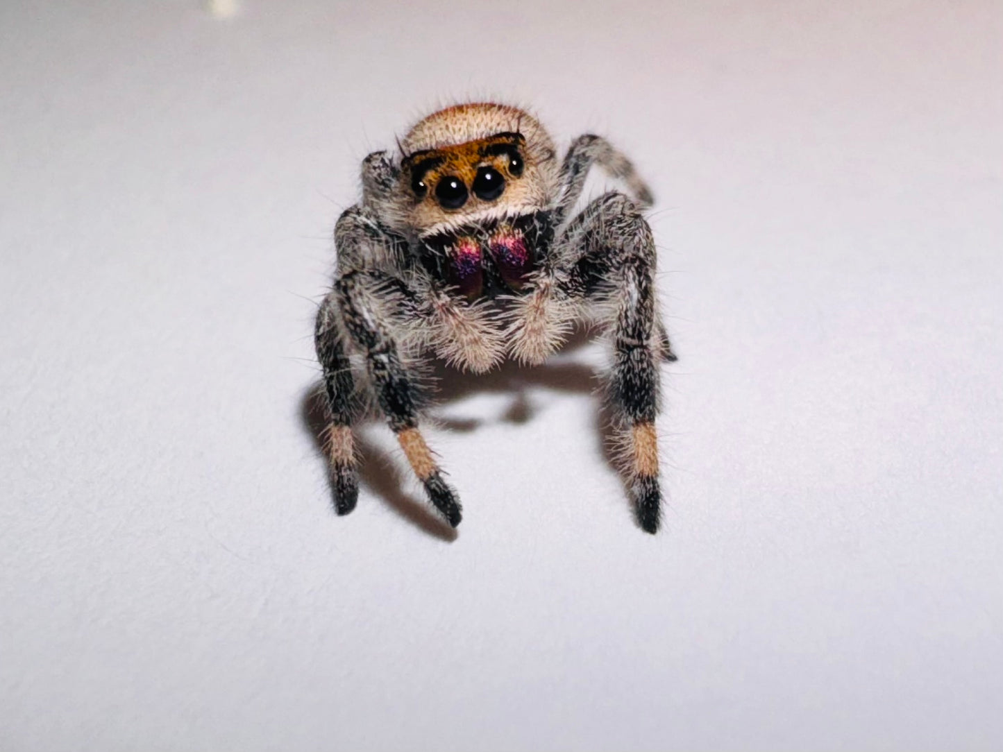 Maeve (Phidippus Regius)