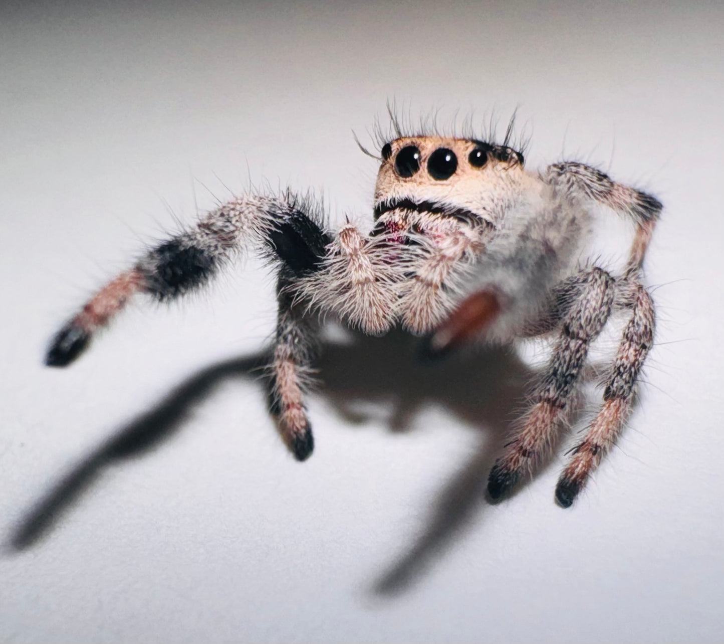 Ivory (Phidippus Regius)