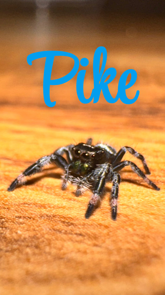 Pike