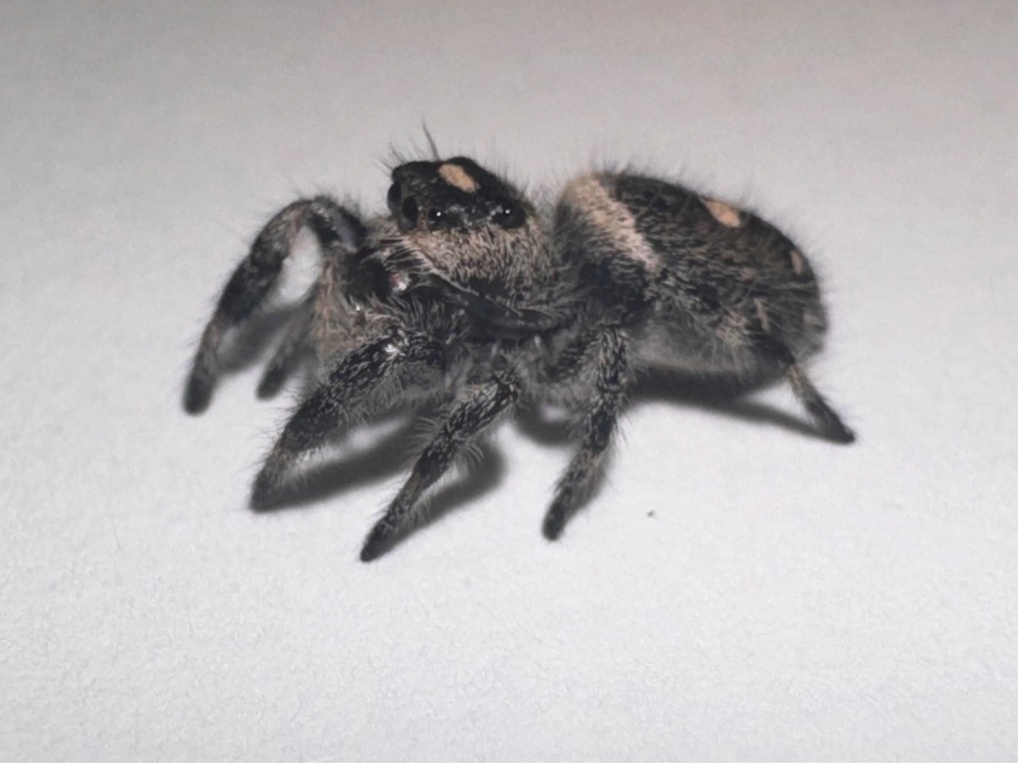 Pebbles (Phidippus Regius)