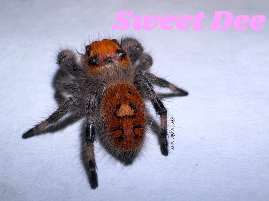 Sweet Dee (Phidippus Regius)