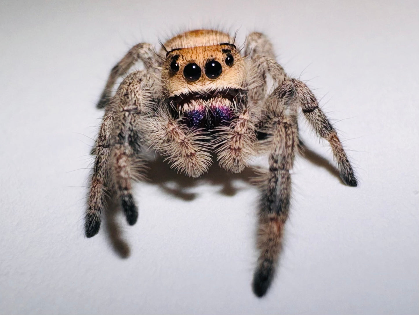 Amethyst (Phidippus Regius)