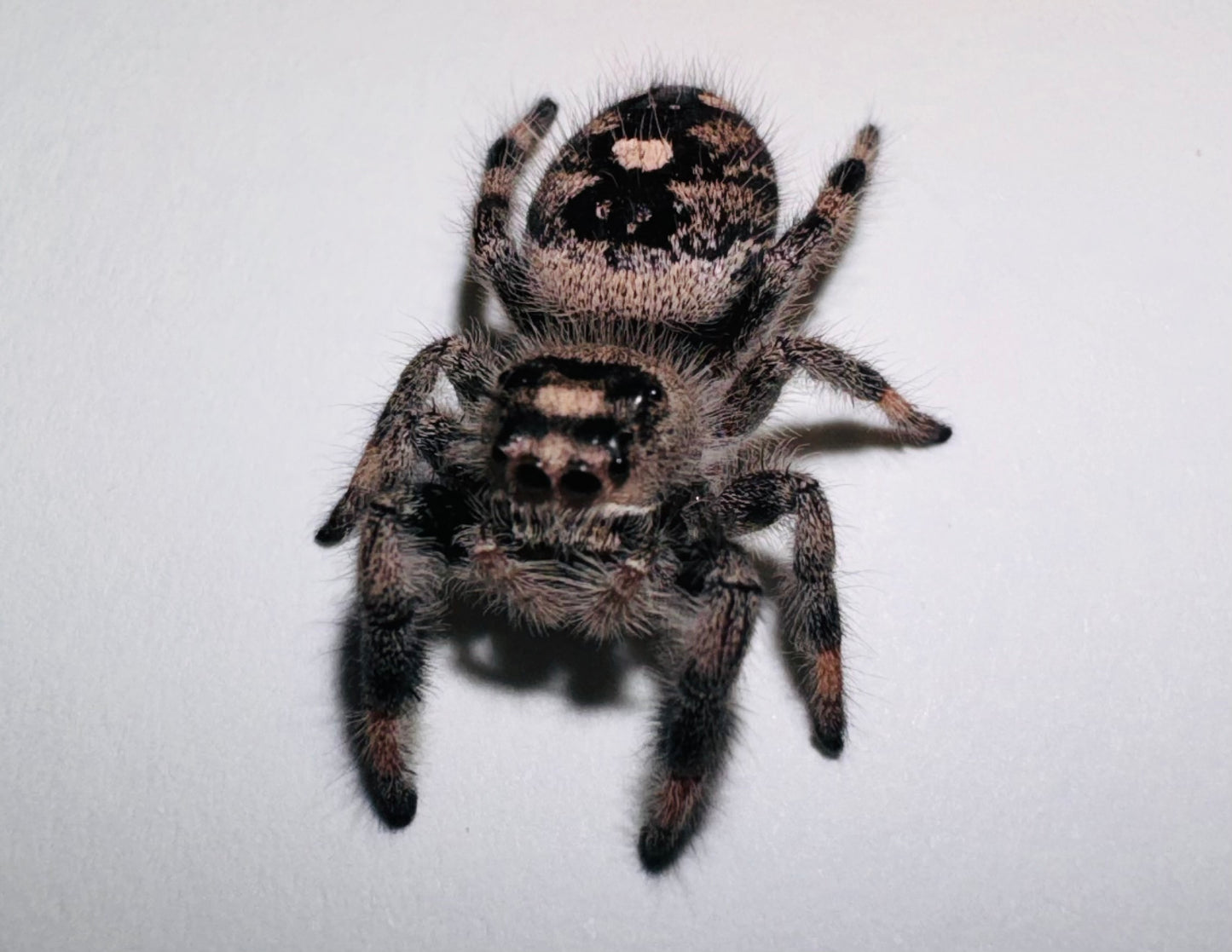 Cahya (Phidippus Regius)