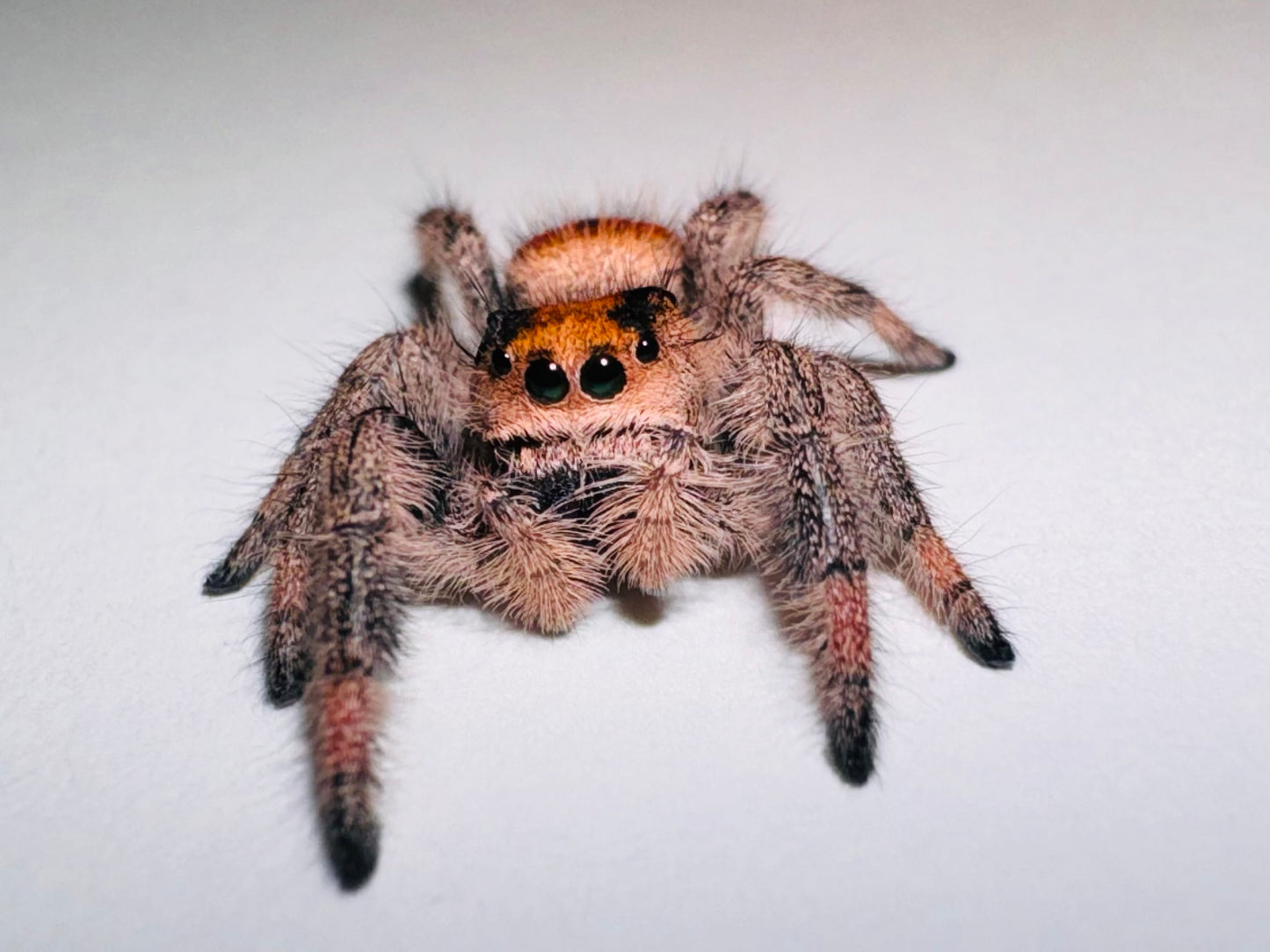 Winnie (Phidippus Regius)