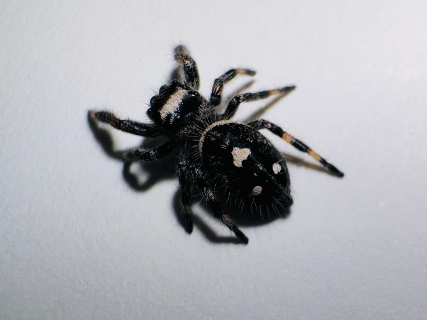 Lilith (Phidippus Regius)