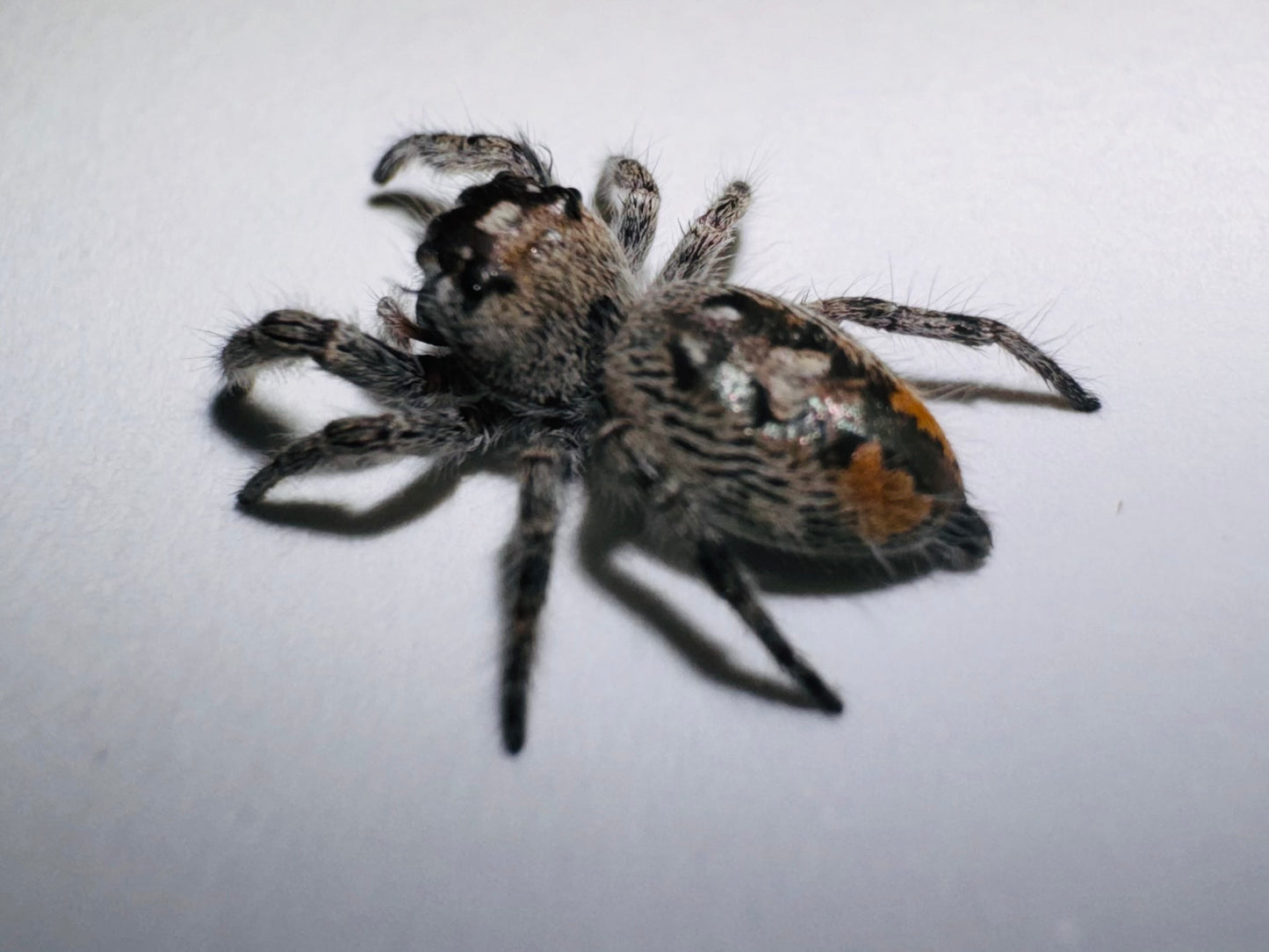 Zephyra (Phidippus Otiosus)