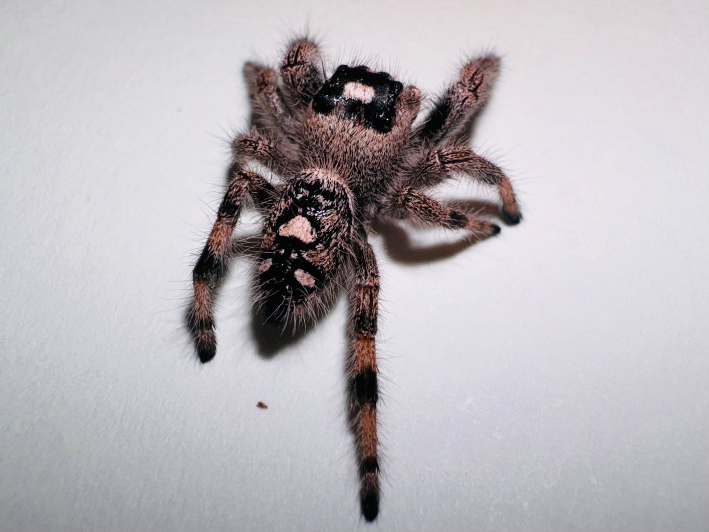 Baela (Phidippus Regius)