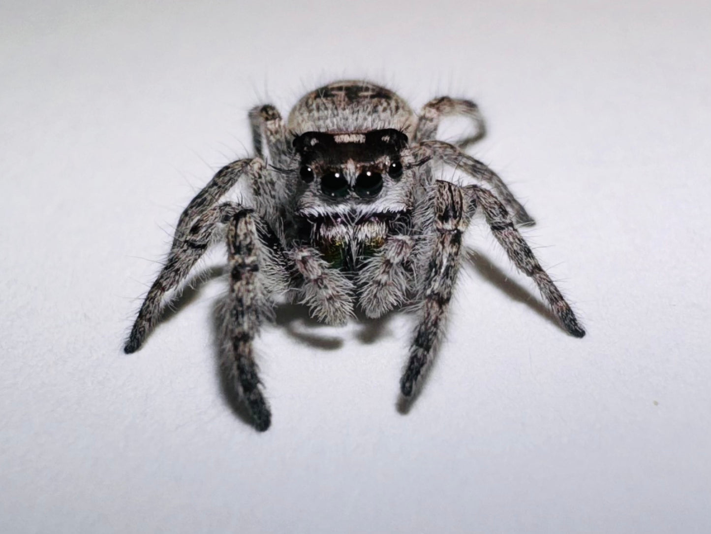 Zephyra (Phidippus Otiosus)