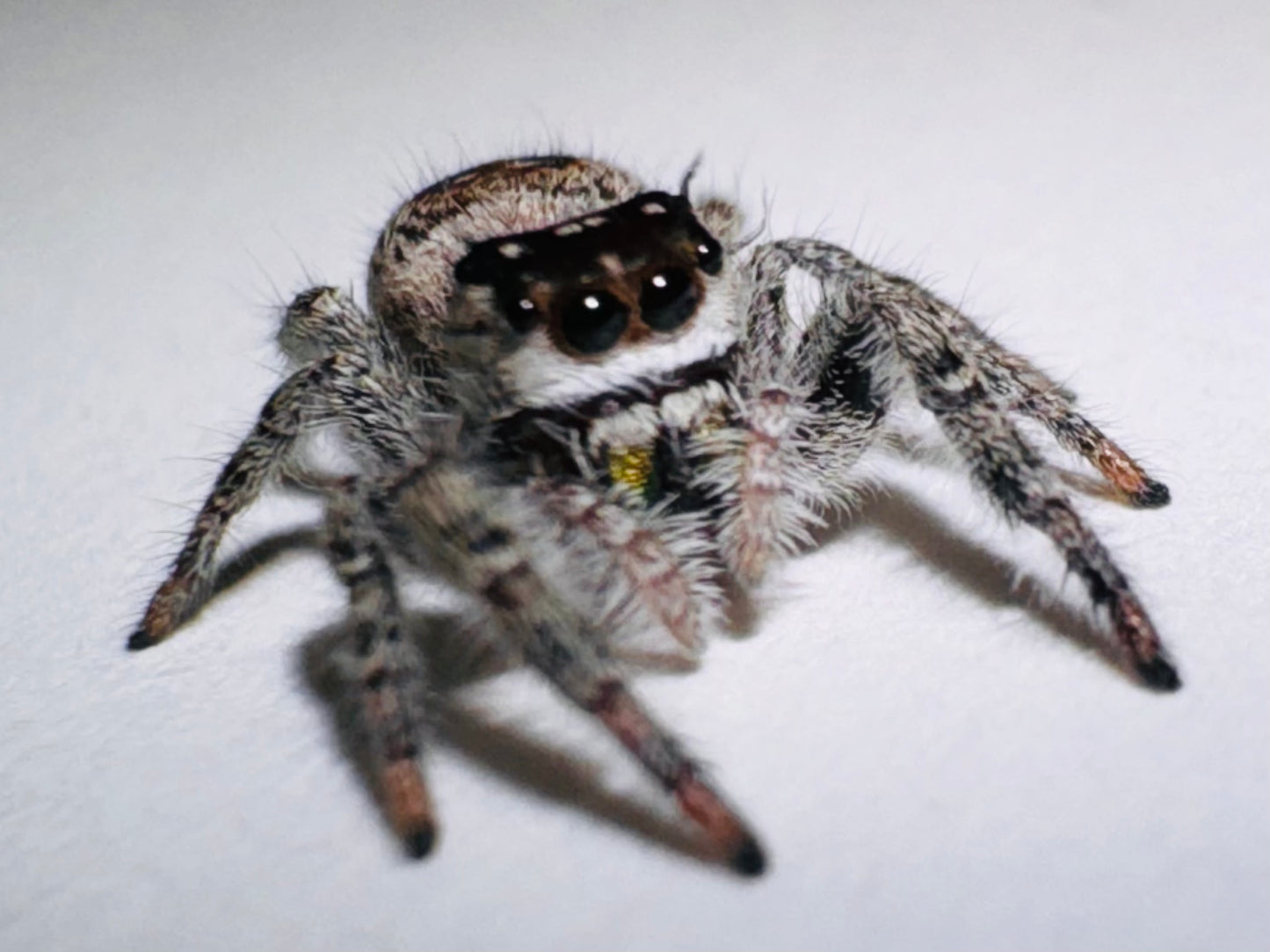 Mystery (Phidippus Otiosus)