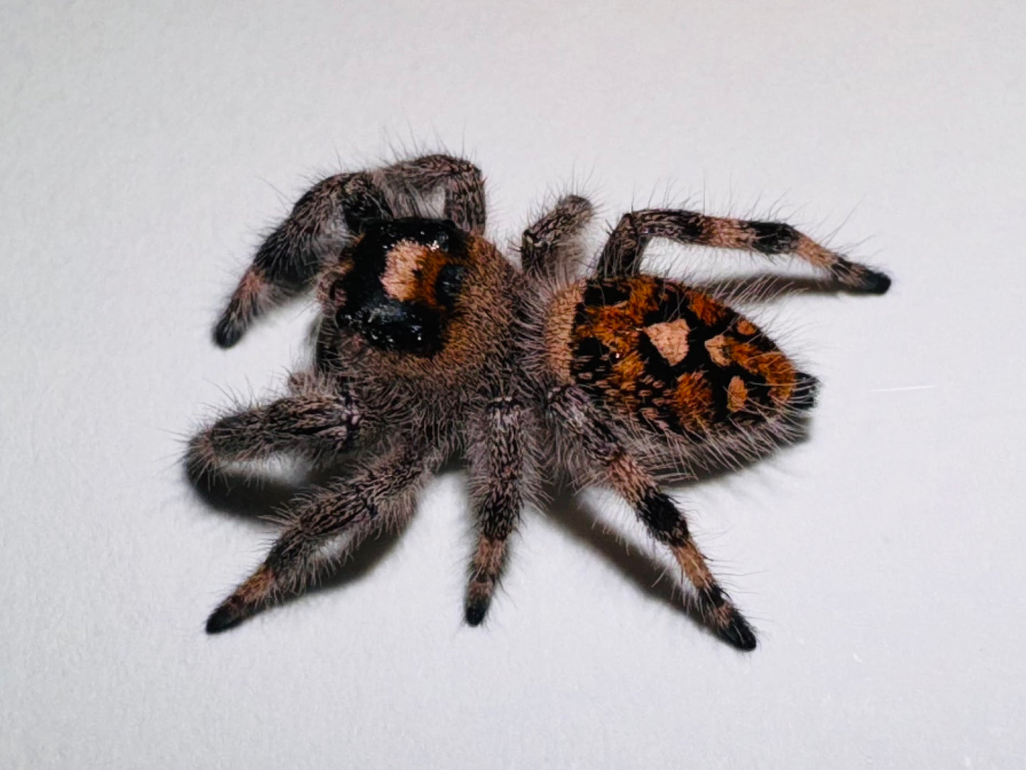 Sorbet (Phidippus Regius)