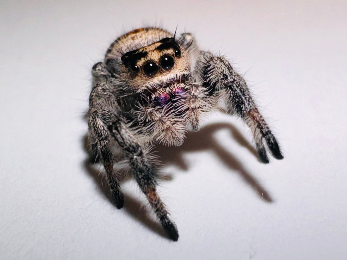 Cider (Phidippus Regius)