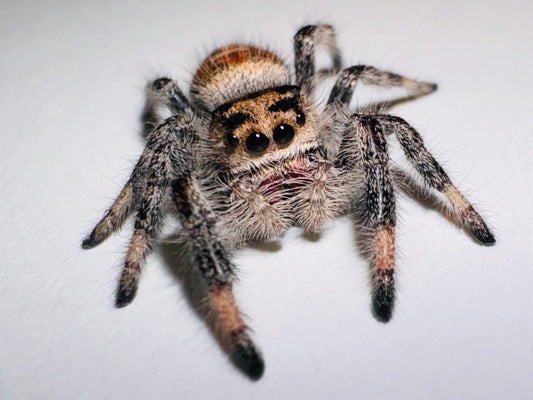 Marmalade (Phidippus Regius)