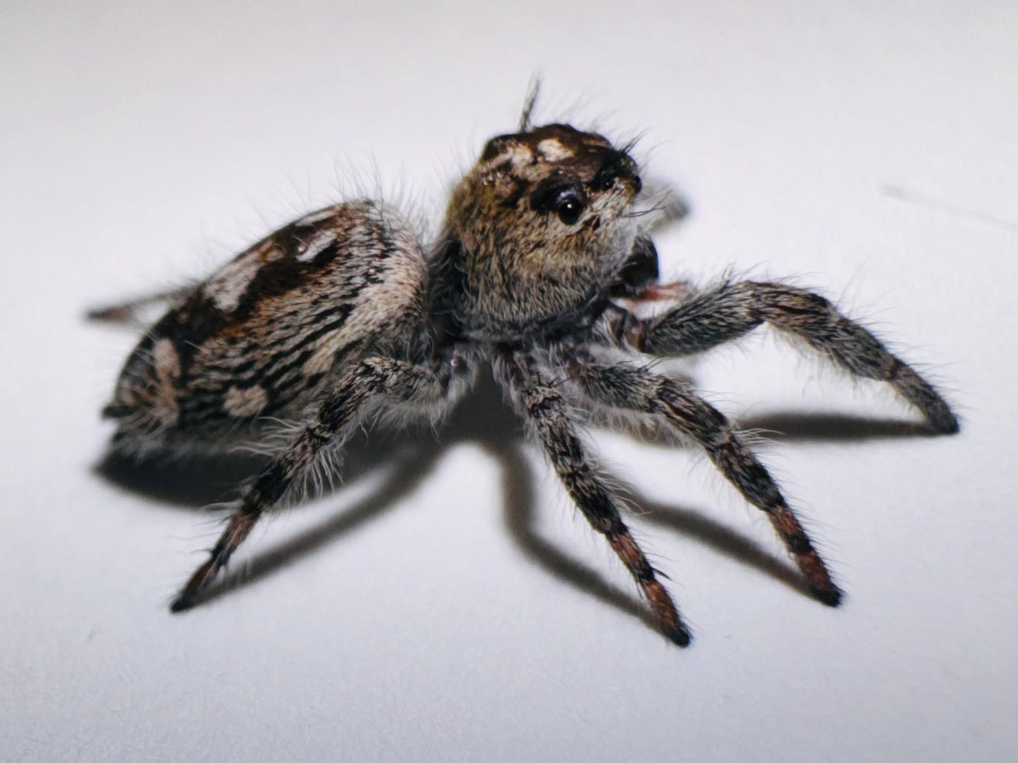 Whisp (Phidippus Otiosus)